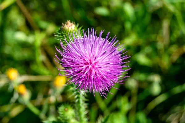 Beautiful Growing Flower Root Burdock Thistle Background Meadow Photo Consisting — 스톡 사진