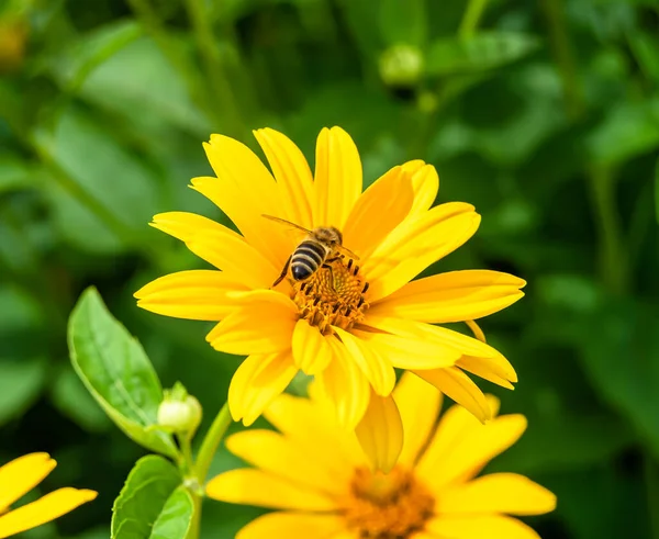 Schöne Wildblume Geflügelte Biene Auf Hintergrund Laubwiese Foto Bestehend Aus — Stockfoto