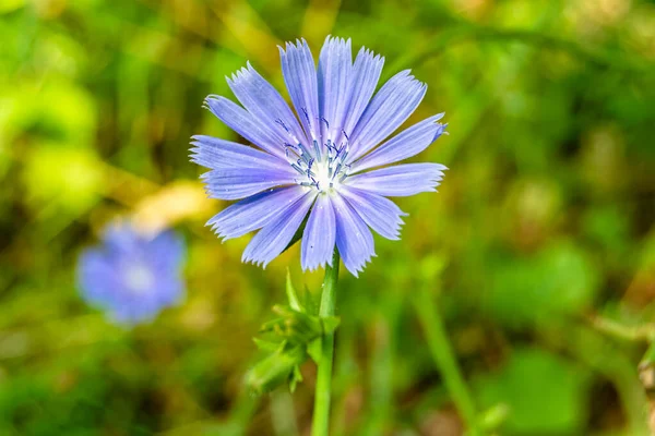 Szépség Vad Növekvő Virág Cikória Közönséges Háttér Rét Fotó Álló — Stock Fotó