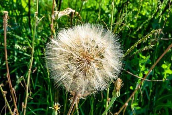 Beautiful Wild Growing Flower Seed Dandelion Background Meadow Photo Consisting — Photo