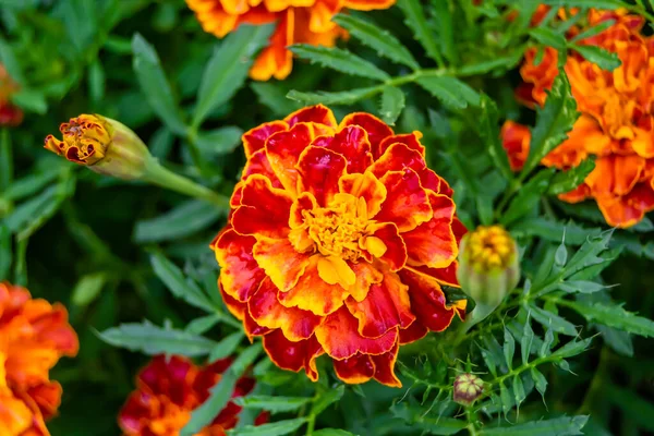 stock image Fine wild growing flower marigold calendula on background meadow, photo consisting from wild growing flower marigold calendula to grass meadow, wild growing flower marigold calendula at herb meadow