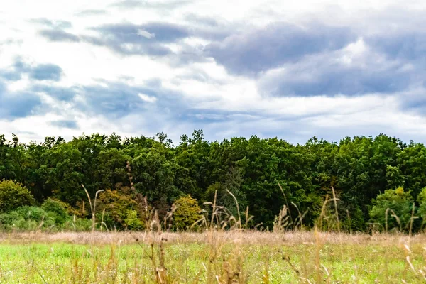 stock image Beautiful horizon scenery in village meadow on color natural background, photography consisting of horizon scenery in meadow village at long sedge, horizon nature scenery in village meadow for animal