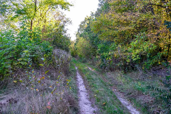 Photography Theme Beautiful Footpath Wild Foliage Woodland Photo Consisting Rural — Stock Fotó