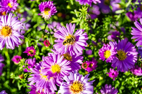 stock image Beautiful wild flower winged bee on background foliage meadow, photo consisting from wild flower bee slowly flies to grass meadow collect nectar for honey, wild flower bee at herb meadow countryside