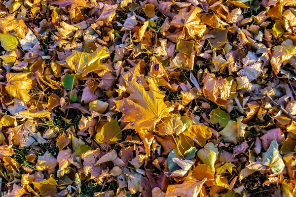 Fotografie Téma Podzim Abstraktní Pozadí Javorového Listí Padající Povrch Fotografie — Stock fotografie
