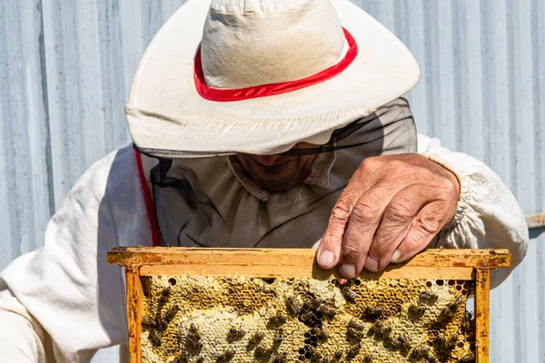 Winged Μέλισσα Πετάει Αργά Προς Μελισσοκόμος Συλλέγουν Νέκταρ Ιδιωτικό Μελισσοκομείο — Φωτογραφία Αρχείου
