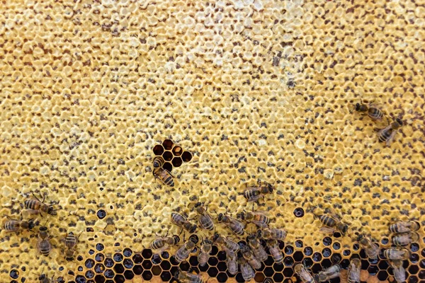 stock image Abstract hexagon structure is honeycomb from bee hive filled with golden honey, honeycomb summer composition consisting of gooey honey from bee village, honey rural of bees honeycombs to countryside