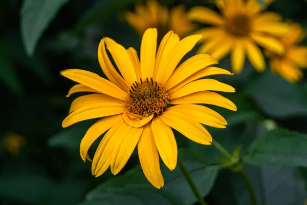 Fine Wild Crescente Fiore Aster Falso Girasole Sfondo Prato Foto — Foto Stock