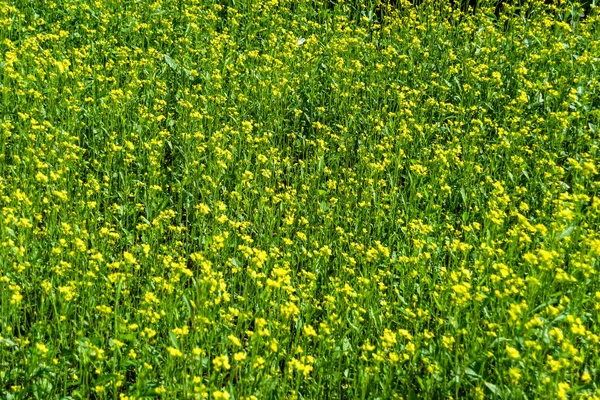 Photography on theme fine wild growing flower mustard on background meadow, photo consisting from wild growing flower mustard to grass meadow, wild growing flower mustard at herb meadow countryside