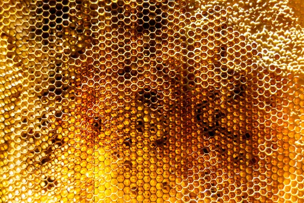 Kropla Miodu Pszczelego Sześciokątnych Plastrów Miodu Wypełnionych Złotym Nektarem Plastry — Zdjęcie stockowe