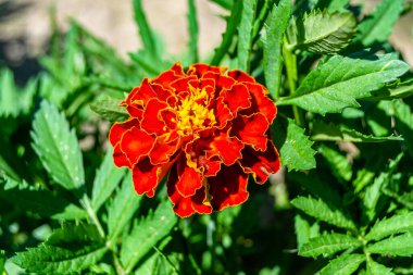 Arka bahçedeki çayırlarda yetişen güzel yabani çiçek kadife çiçeği takvimi, yabani çiçek kadife çiçeklerinden çayırlara, bitki çayırlarında yetişen yabani çiçek kadife çiçekleri.