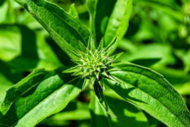 Güzel, yabani, büyüyen çiçek, arka planda sahte ayçiçeği, yabani çiçeklerden oluşan fotoğraf, sahte ayçiçeği, çimen çayırı, vahşi, büyüyen çiçek, sahte ayçiçeği çayırı.