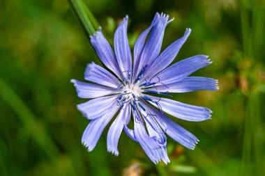 Çayırlarda yetişen güzel yabani çiçek hindibası. Yabani büyüyen çiçek hindibasından çim çayırına kadar sıradan, kırsal alanlarda sıradan yetişen yabani çiçek hindibasından oluşan fotoğraf.