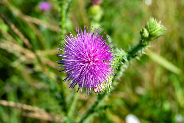 Vackert Växande Blomma Rot Kardborre Tistel Bakgrunden Äng Foto Som — Stockfoto