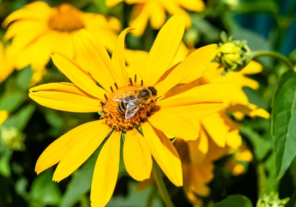 背景の葉の牧草地に美しい野生の花の翼蜂 野生の花蜂から成る写真はゆっくりと草の牧草地に飛ぶ蜂蜜のための蜜を収集し ハーブ牧草地の田舎で野生の花蜂 — ストック写真