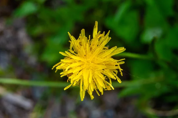 Beautiful Wild Growing Flower Yellow Dandelion Background Meadow Photo Consisting — Stock Photo, Image