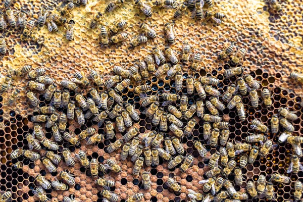 Abstract Hexagon Structure Honeycomb Bee Hive Filled Golden Honey Honeycomb — Stockfoto
