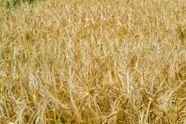 stock image Photography on theme big wheat farm field for organic harvest, photo consisting of large wheat farm field for harvest on sky background, wheat farm field for harvest this natural nature autumn season