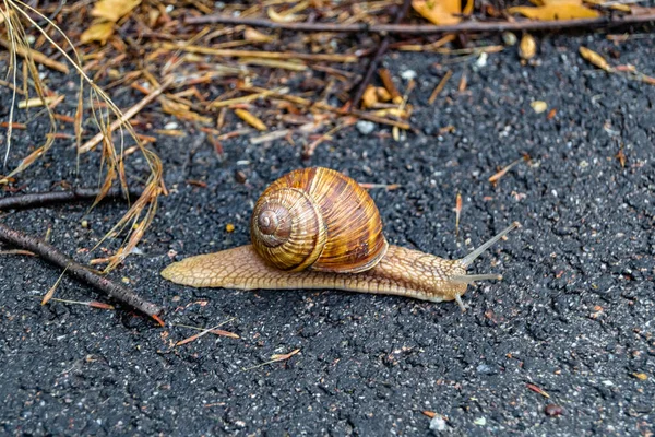 Big Garden Snail Shell Crawling Wet Road Hurry Home Snail — Stock Photo, Image