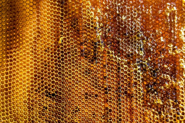 黄金の蜜で満たされた六角形のハニカムから蜂の蜜滴のドロップ ドロップ天然の蜂蜜で構成されたハニカム夏の組成物 ワックスフレーム蜂の滴 ミツバチの蜜滴のドロップ — ストック写真
