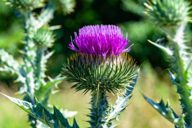 Arkaplan otlağında güzel yetişen çiçek kökü dikenli devedikeni. Çiçek kökü dikeninden çim çayırına kadar uzanan fotograf. Meadow kırsalında çiçek kökü dikenli dikenli devedikeni.