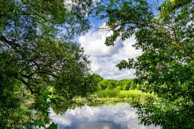 Kırsal kesimde yetişen güzel ot sazları renkli arka planda yetişiyor. Islak sularda vahşi ot bataklık kamışları, doğadan gelen uzun çimen kamışları.