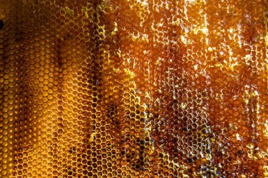 Altın nektarla dolu altıgen bal peteklerinden arı damlayan bal damlası, bal peteği yaz kompozisyonu doğal bal damlası, balmumu çerçeve arısına damlayan bal damlası, bal peteğine damlayan bal damlası