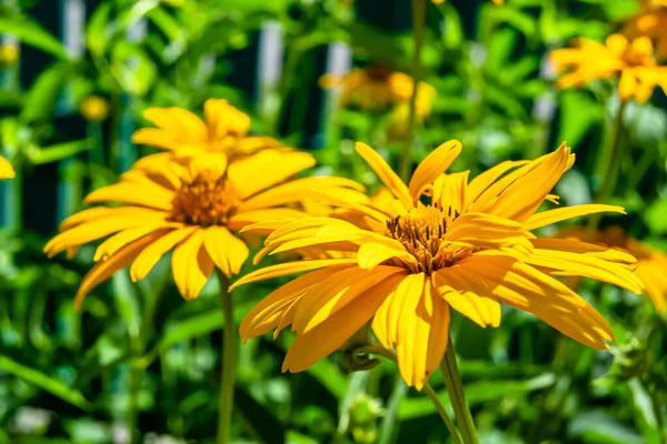 Fine Wild Growing Flower Aster False Sunflower Background Meadow Foto — Foto de Stock