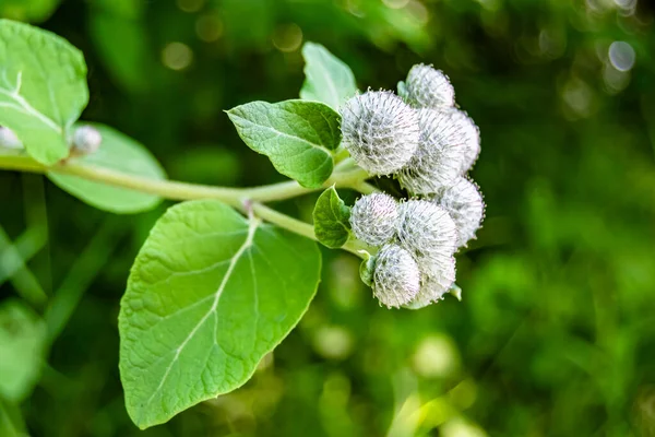 stock image Beautiful growing flower root burdock thistle on background meadow, photo consisting from growing flower root burdock thistle to grass meadow, growing flower root burdock thistle at meadow countryside