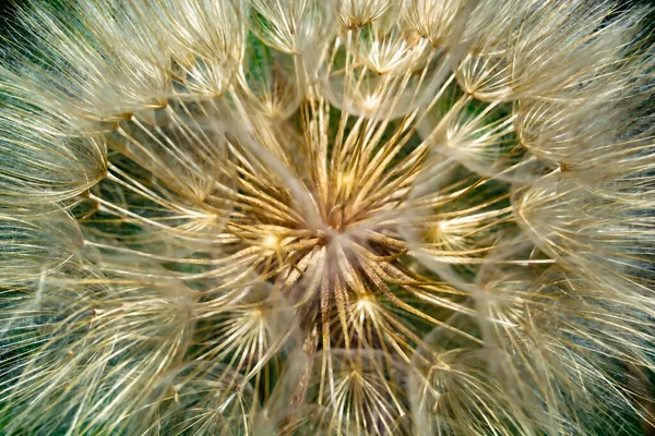Schöne Wild Wachsende Blume Samen Löwenzahn Auf Hintergrundwiese Foto Bestehend — Stockfoto