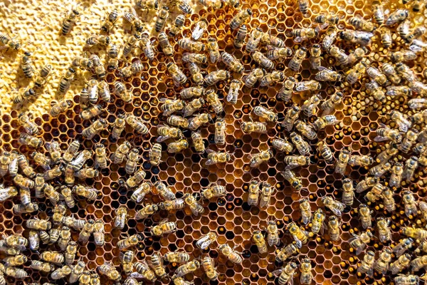 Абстрактная Шестиугольная Структура Соты Пчелиного Улья Наполненные Золотым Медом Сотовая — стоковое фото