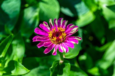 Çayırlarda güzel yetişen çinnia çiçekleri vahşi yetişen zinnia çiçeklerinden çayırlarda yetişen yabani çayırlara kadar uzanan fotograflar çayırlarda yetişen yabani zinnia zarafetleri.