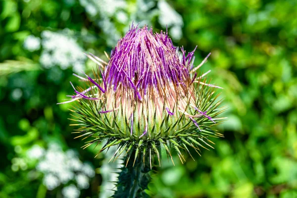 Beautiful Growing Flower Root Burdock Thistle Background Meadow Photo Consisting — Photo