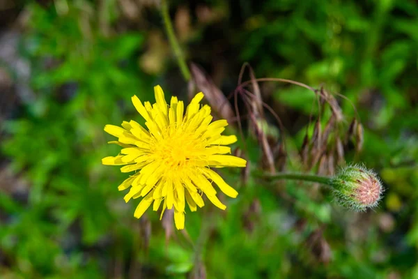 Beautiful Wild Growing Flower Yellow Dandelion Background Meadow Photo Consisting — 스톡 사진