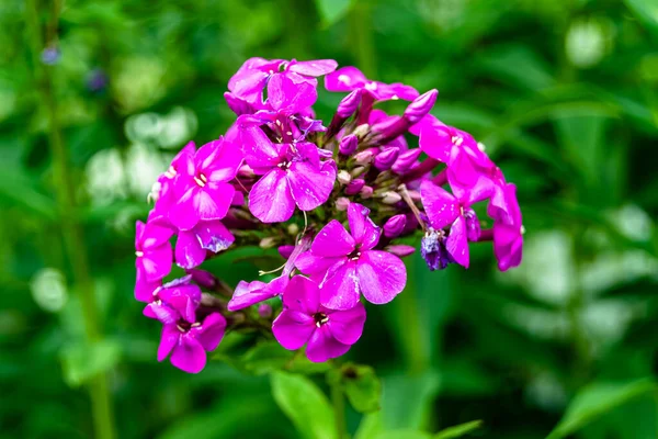 Krásná Volně Rostoucí Květina Phlox Paniculata Louce Fotografie Sestávající Volně — Stock fotografie