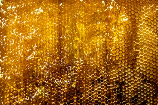 stock image Drop of bee honey drip from hexagonal honeycombs filled with golden nectar, honeycombs summer composition consisting of drop natural honey, drip on wax frame bee, drop of bee honey drip in honeycombs