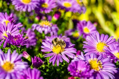 Arka planda yaban arısı kanatlı güzel bir arı, yabani çiçeklerden oluşan bir fotoğraf. Arı otlağa doğru yavaşça uçuyor bal için nektar topluyor, kır otlaklarında yabani bir çiçek arısı.