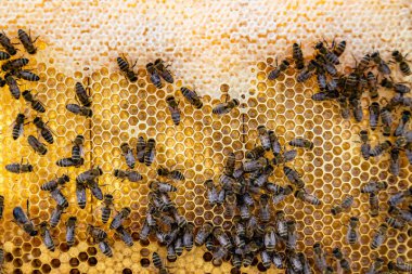 Arı kovanının soyut altıgen yapısı altın bal kovanından bal peteği, bal peteği yaz kompozisyonu arı köyünden vıcık vıcık bal, bal kırsalından kırsal arılara bal peteği