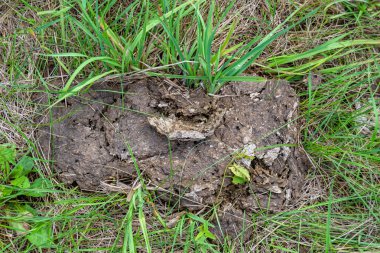 Tema üzerine fotoğraf. Taze inek gübresi gübresi gübresi gübresi. Gübre gübresi doğadan gelir.