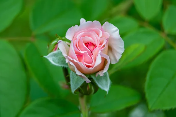 Fotografía Sobre Tema Hermosa Flor Crecimiento Silvestre Rosa Prado Fondo —  Fotos de Stock