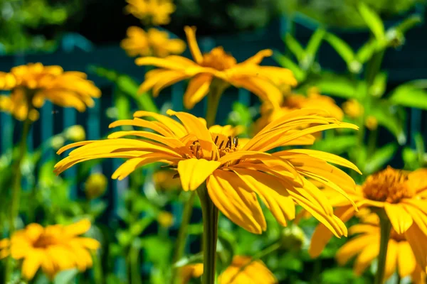 Feine Wild Wachsende Blume Aster Falsche Sonnenblume Auf Hintergrundwiese Foto — Stockfoto