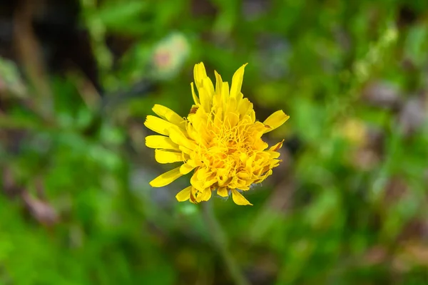 Beautiful Wild Growing Flower Yellow Dandelion Background Meadow Photo Consisting — Stock Photo, Image