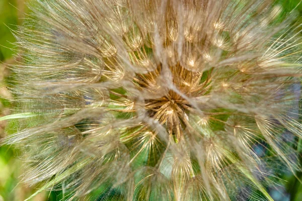 Schöne Wild Wachsende Blume Samen Löwenzahn Auf Hintergrundwiese Foto Bestehend — Stockfoto
