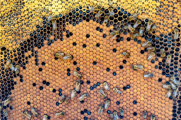 Arı Kovanının Soyut Altıgen Yapısı Altın Bal Kovanından Bal Peteği — Stok fotoğraf