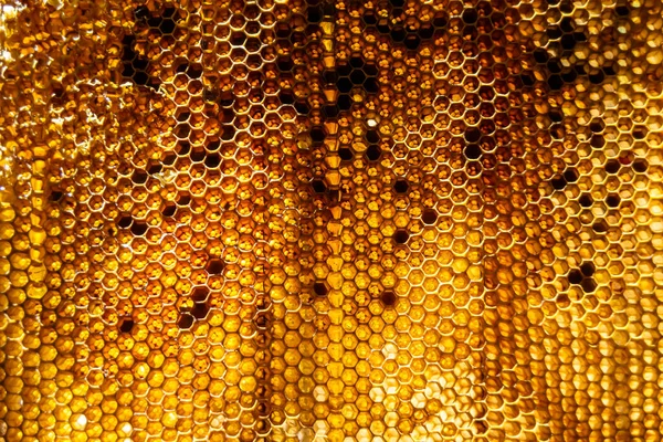 Kapka Včelího Medu Šestiúhelníkových Plástů Plněných Zlatým Nektarem Medové Plástve — Stock fotografie