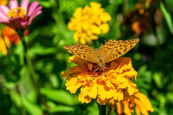 stock image Beautiful flower butterfly monarch on background meadow, photo consisting from flower butterfly monarch slowly flies to grass meadow collect nectar, flower butterfly monarch at herb meadow countryside