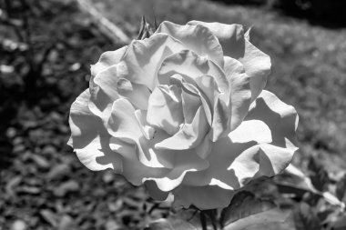 Tema üzerine fotoğraf. Arka planda büyüyen güzel çiçek. Yabani çiçeklerden oluşan fotoğraf. Çimen çayırına, yabani çiçeklerin büyüdüğü kır otlaklarında çiçek.