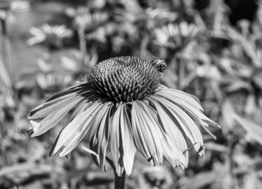 Arka planda yaban arısı kanatlı güzel bir arı, yabani çiçeklerden oluşan bir fotoğraf. Arı otlağa doğru yavaşça uçuyor bal için nektar topluyor, kır otlaklarında yabani bir çiçek arısı.