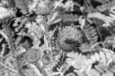 Arkaplan otlağında güzel yetişen çiçek kökü dikenli devedikeni. Çiçek kökü dikeninden çim çayırına kadar uzanan fotograf. Meadow kırsalında çiçek kökü dikenli dikenli devedikeni.