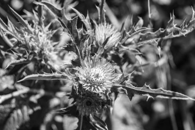 Arkaplan otlağında güzel yetişen çiçek kökü dikenli devedikeni. Çiçek kökü dikeninden çim çayırına kadar uzanan fotograf. Meadow kırsalında çiçek kökü dikenli dikenli devedikeni.